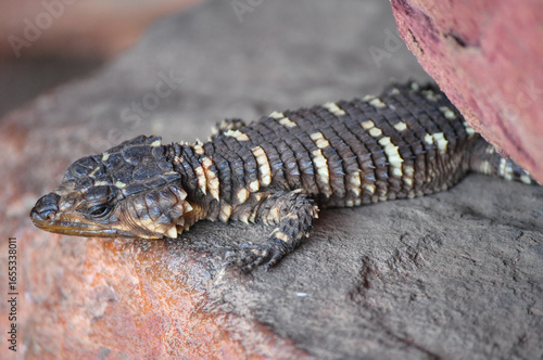 Photos Smaug breyeri or Waterberg girdled lizard lying on a rock in the morning sun