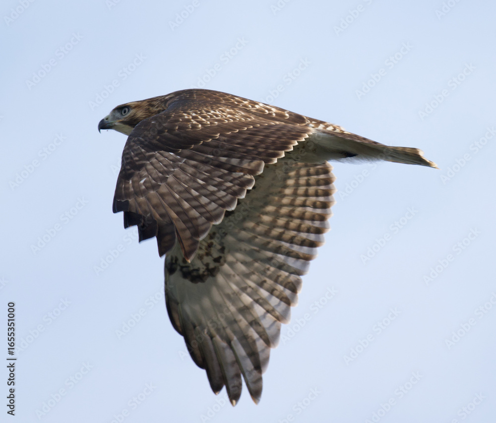 Fototapeta premium Profile of hawk in flight