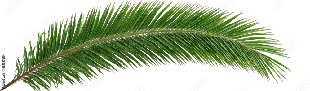 Fototapeta premium Palm frond, lush green