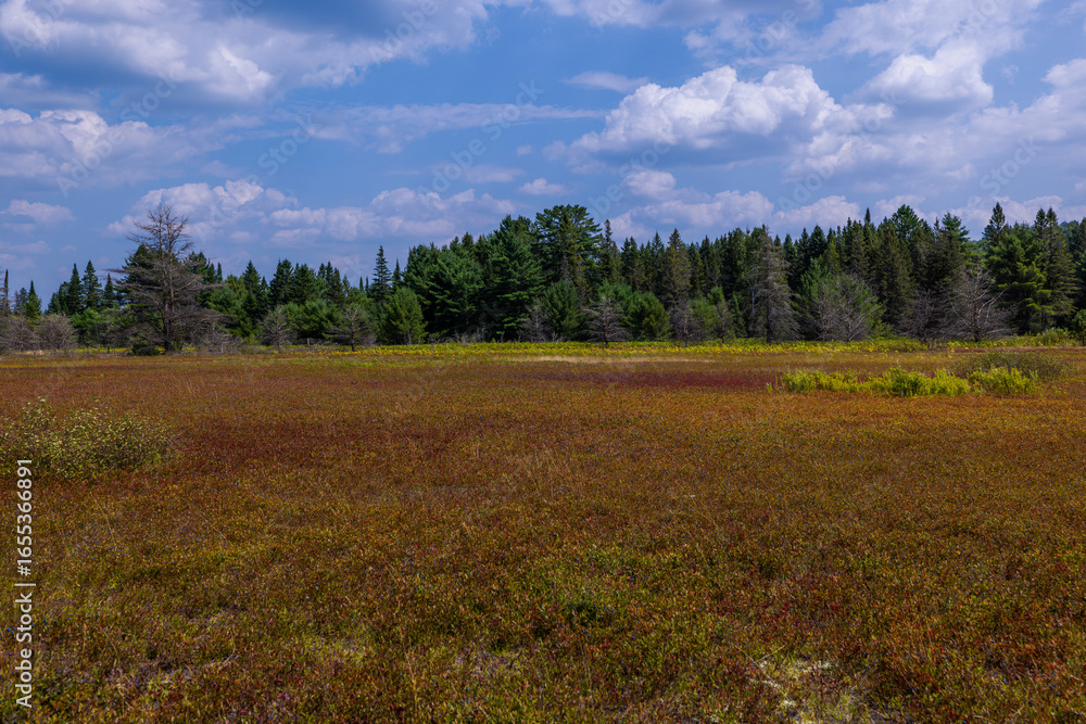 Fototapeta premium Sunny Day At Algonquin Park
