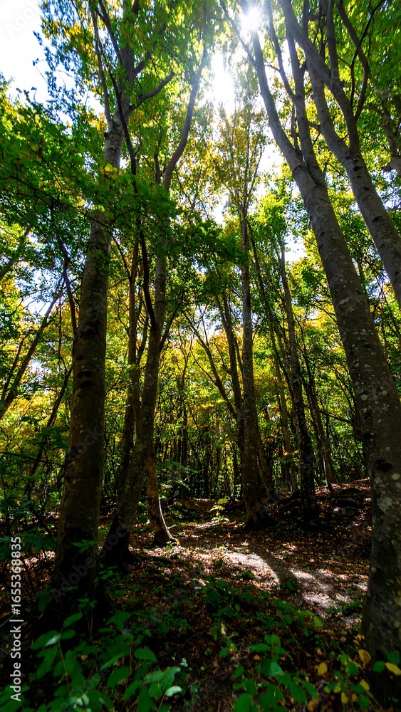 Fototapeta premium Sunlight filters through a dense autumn forest