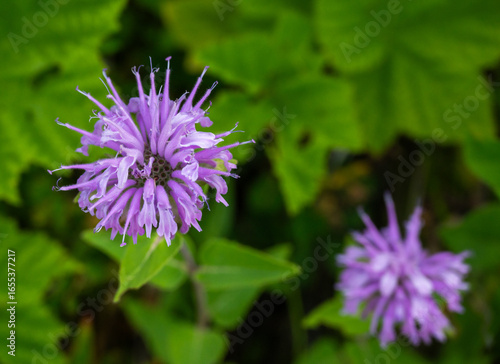 Wild Bergamot Blooms Along Trail In Glacier