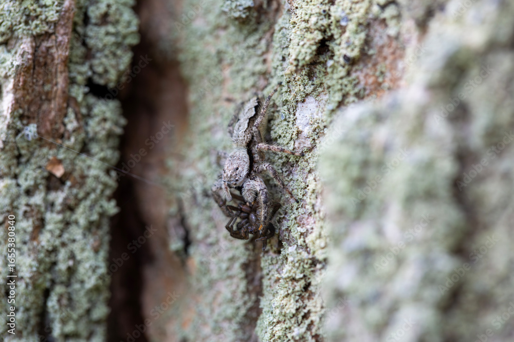 Obraz premium A female platycryptus eating another spider, well camouflaged in the bark of an evergreen tree.