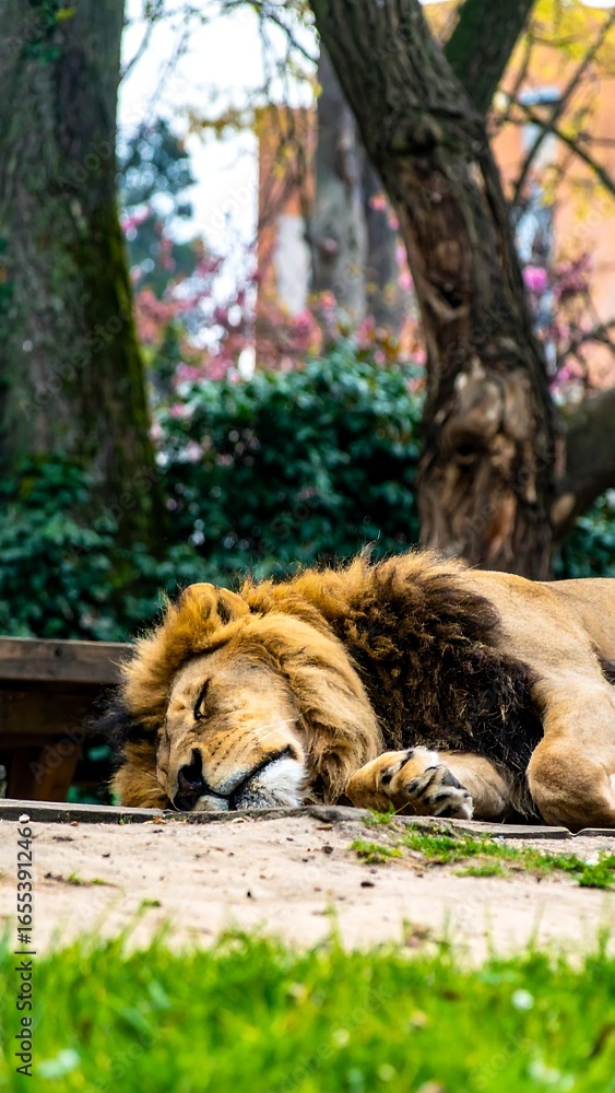Naklejka premium Lion sleeping in a zoo enclosure