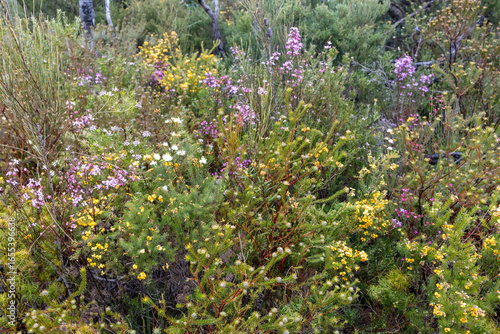 Photography Wild Flowers frowing in the Royal National Park, Sydney Australia