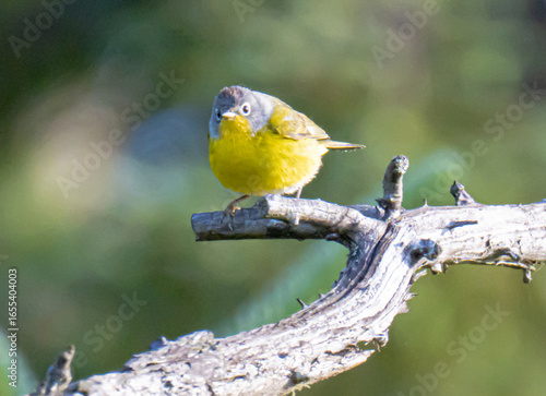 Angry and chubby Nashville Warbler
