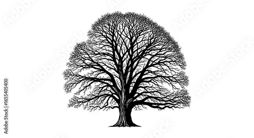 elegant black and white silhouette of a mighty oak tree perfect for nature genealogy or heritage projects