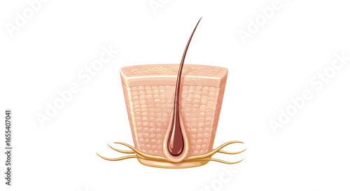 Illustration of a hair follicle in a cross section of skin showing the hair root and surrounding tissue on transparent background