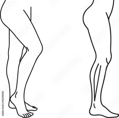 Line art illustration of two legs, anatomical drawing, black and white vector