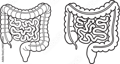Black and white vector drawing of human intestines anatomy illustration