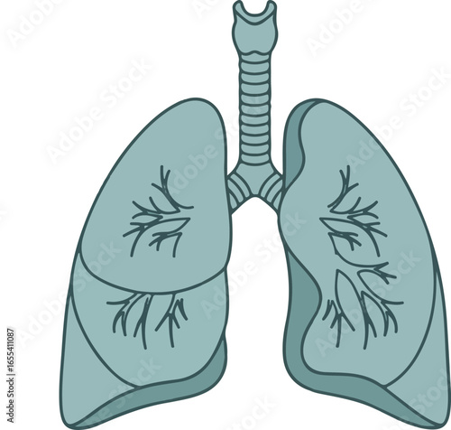 Illustration of human lungs showing their anatomy, with trachea attached, in light blue.