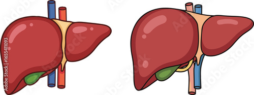 Illustration of a liver with blood vessels and gallbladder, medical concept