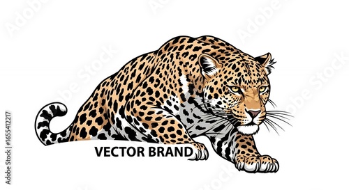 Leopard Illustration with Vector Style and Realistic Colors for Wildlife or Animal Design