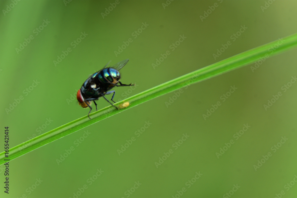 Fototapeta premium Macro of a Metallic Fly and its Egg on a Grass Blade