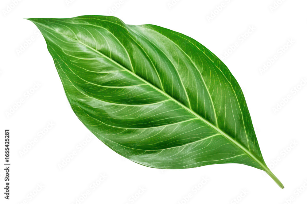 Fototapeta premium PNG Leaf plant green