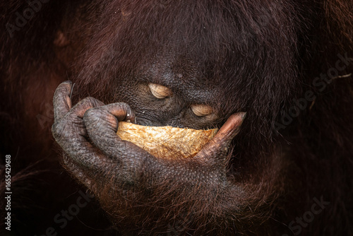 Orang utan eating