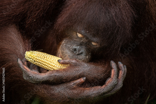 Orangutan eating corn