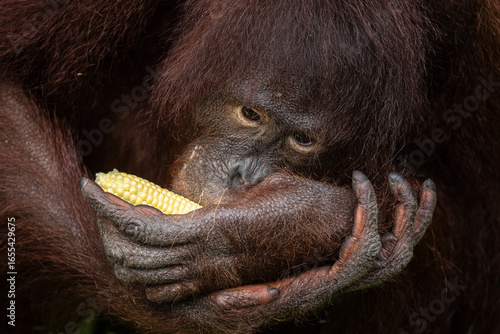 Orang utan eating