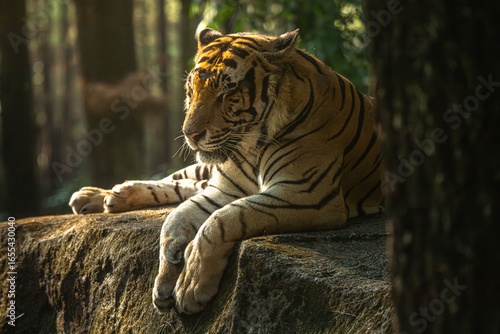 tiger in the wild