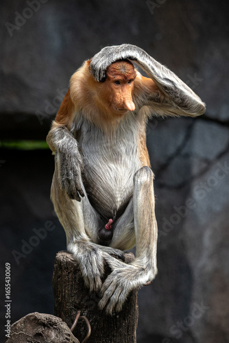 Bekantan