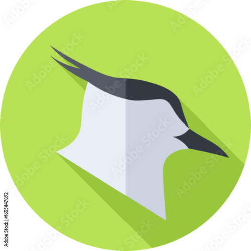 Northern Lapwing Bird