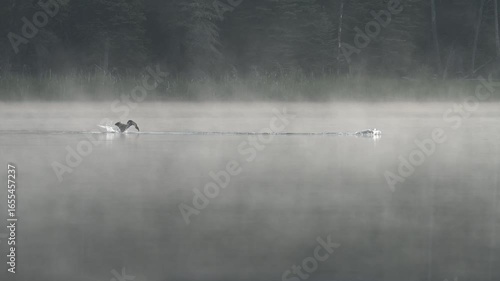 Two common loons swimming in the early morning fog and then flying away

