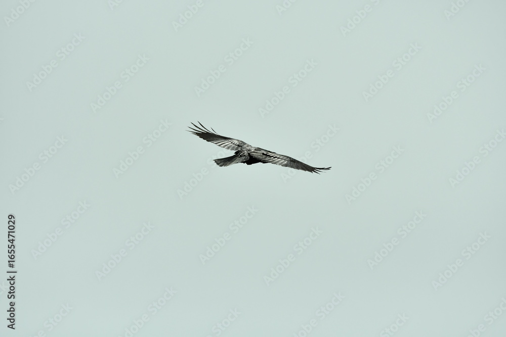 Obraz premium CUERVO