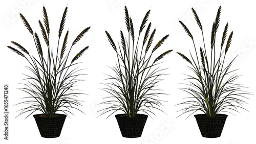 Three potted maiden grasses display tall foliage and dark feathery plumes on transparent backdrop