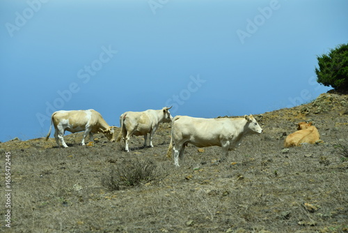 VACAS