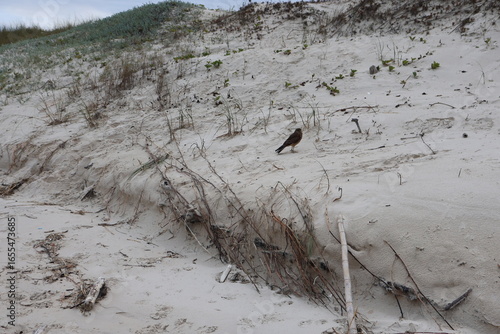 Lixo plástico abandonado na praia
