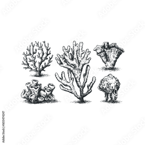 Collection of Hand Drawn Black and White Coral Reef Organisms