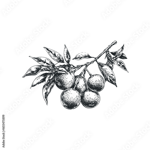 Ink sketch of a fruit branch with leaves and ripe fruit on white