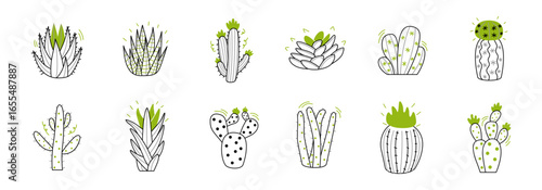illustration of collection different cactus and succulent plant species.