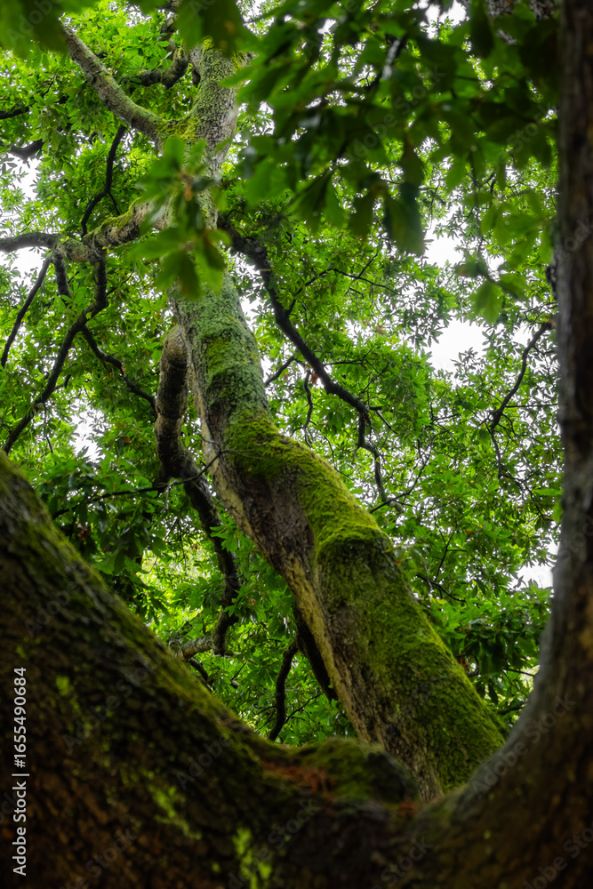 Fototapeta premium Moss-Covered Tree Trunk and Canopy in Kew Gardens, Richmond, UK