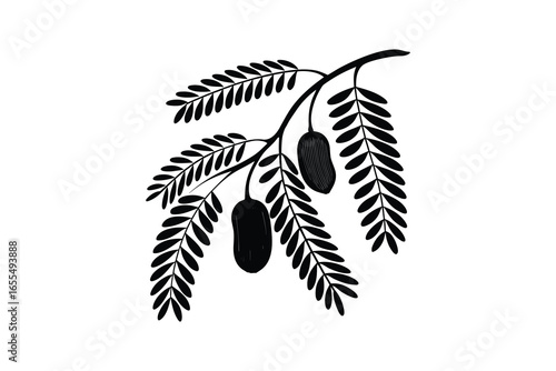 Tamarind branch with fruit silhouette isolated on white background