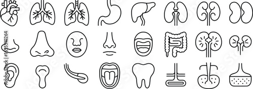 Human body anatomy organs icons set, heart lungs stomach liver kidney intestine ear nose mouth tooth skin bladder flat vector illustration
