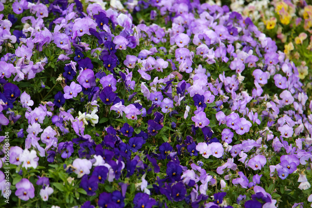 Naklejka premium A vibrant bed of purple and light violet pansies blooming