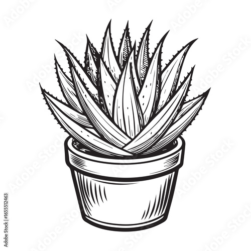 Handdrawn illustration of an aloe vera succulent plant in a pot, isolated on white background