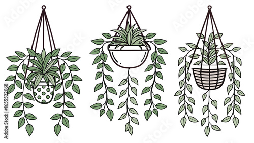 Three hanging plants with cascading green leaves in decorative pots create a serene on white
