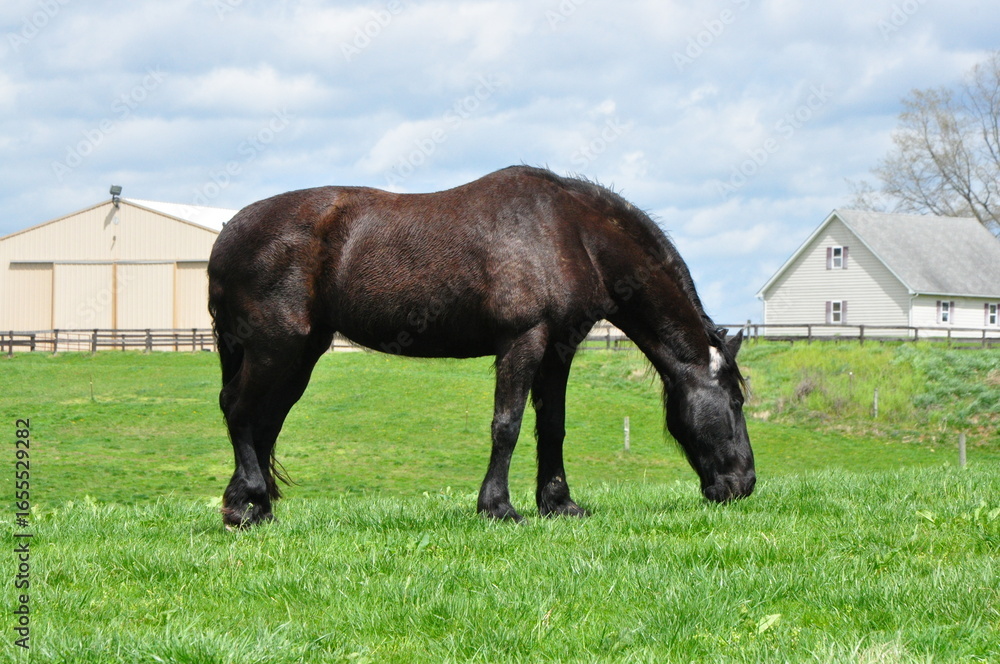 Obraz premium Beautiful horse grazing 