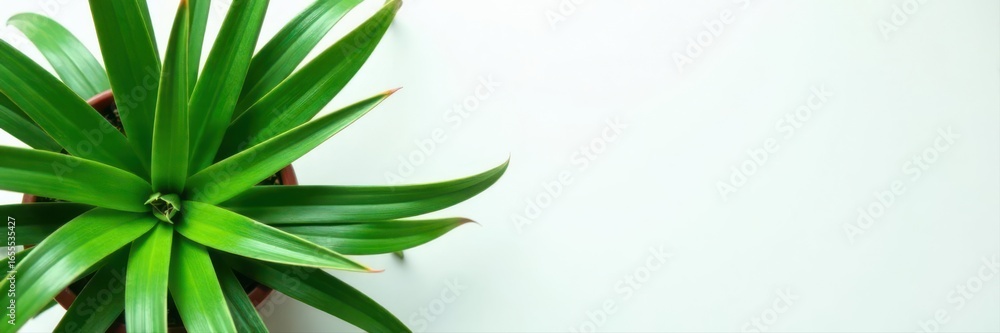 Obraz premium Aerial view of spider plant, lush green foliage against white , home decor, foliage texture