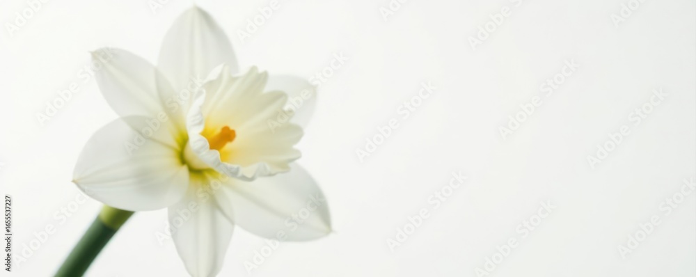 Fototapeta premium Close-up of a pristine white narcissus against pure white, white narcissus, petal, narcissus