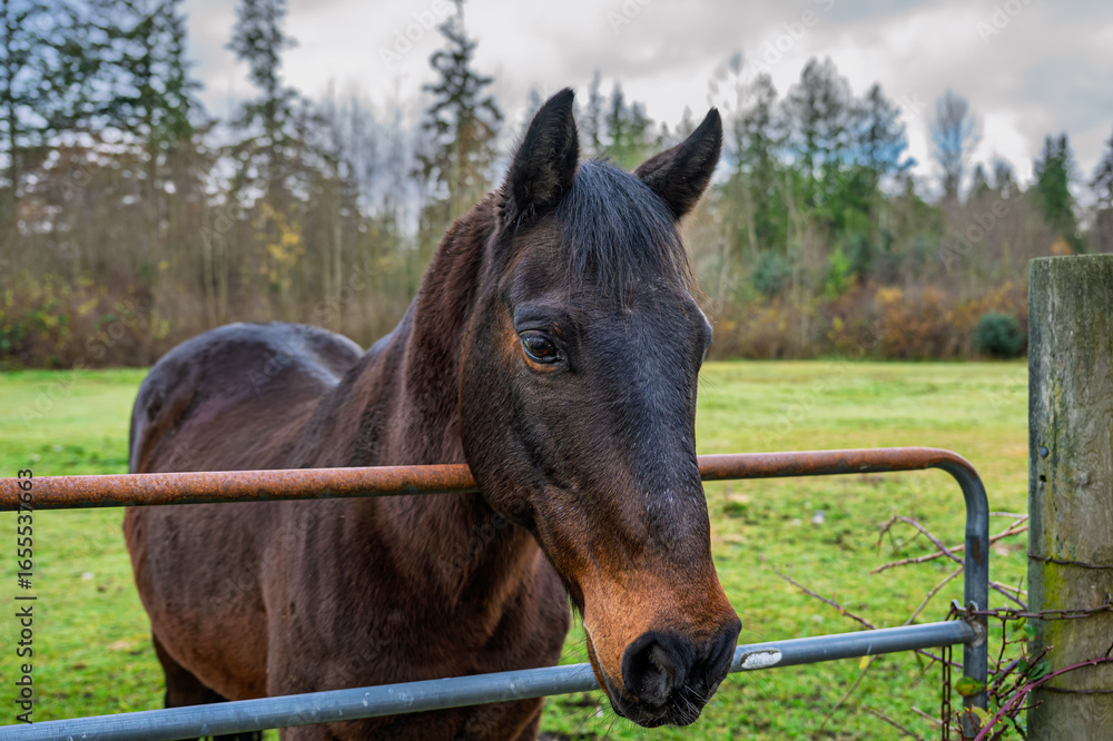 Naklejka premium 2024-11-27 A BROWN HORSE WITH ITS HEAD OVER A METAL FENCE WITH BRIGHT EYES AND ITS EARS FORWARD IN STANWOOD WASHINGTON