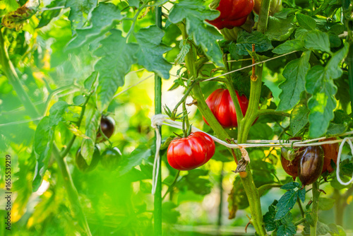 Red tomatoes growing in a vegetable garden close-up