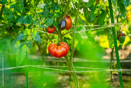 Red tomatoes growing in a vegetable garden close-up