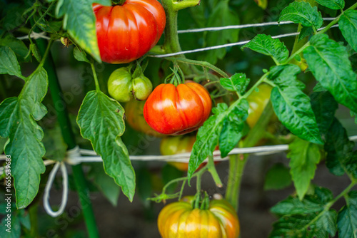 Red tomatoes growing in a vegetable garden close-up