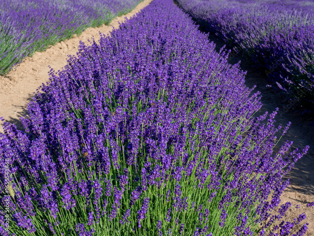 Naklejka premium Lavender plantation on a sunny summer day. Essential oils from lavender. Lavandula angustifolia field