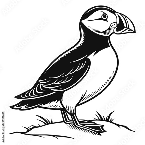 puffin