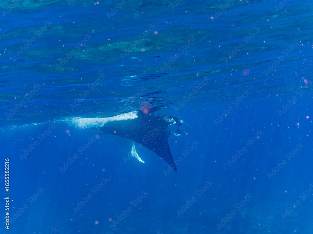 Obraz premium 4m以上ある巨大なナンヨウマンタ（トビエイ科）。 英名学名：Alfred manta, Mobula alfredi (family of stingrays) 沖縄県島尻郡慶良間諸島座間味島-2025/6/27 