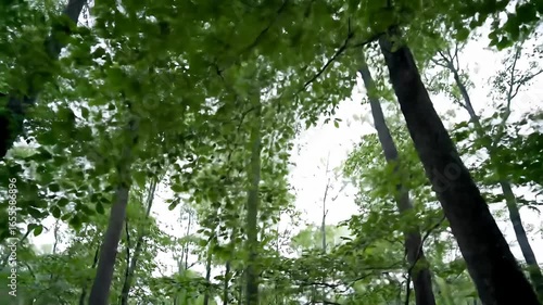 Canopy view shows trees with lush green leaves, sky is visible through branches
